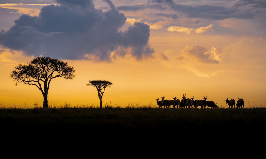 Utforsk Afrika: En Kontinent Av Uendelig Mangfold